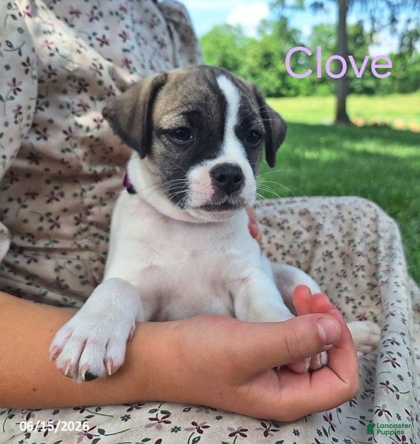 Jug dogs Clove - Ad 1