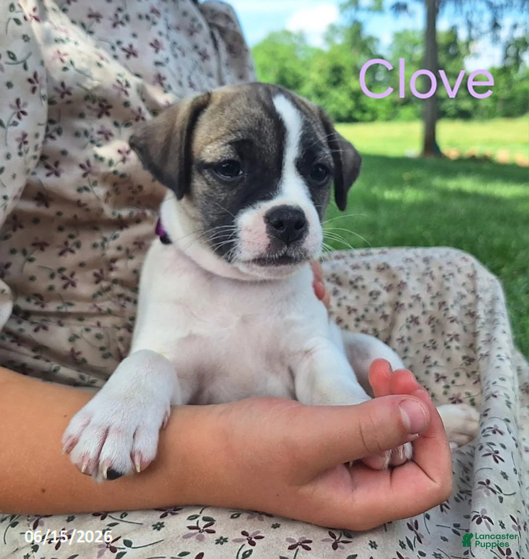 Jug dogs for sale: Clove - Ad 1