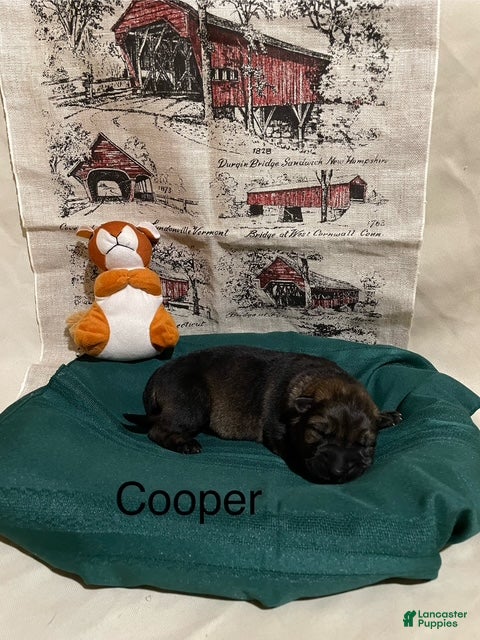 German Shepherd dogs Cooper - Ad 8