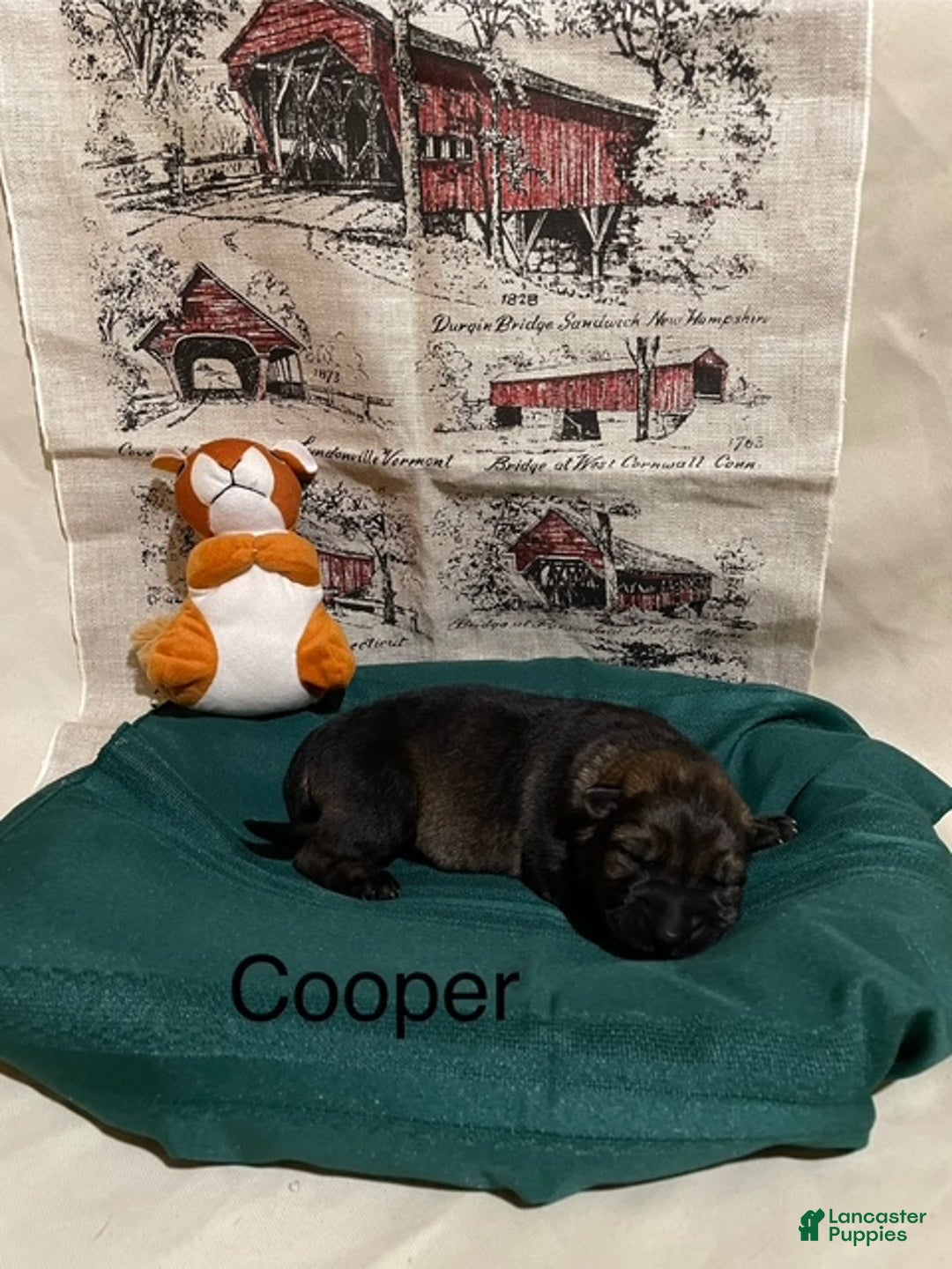 German Shepherd dogs for sale: Cooper - Ad 1