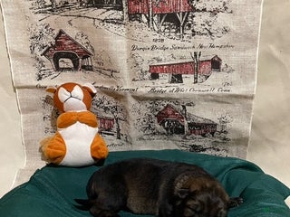 German Shepherd dogs Cooper - Ad 8