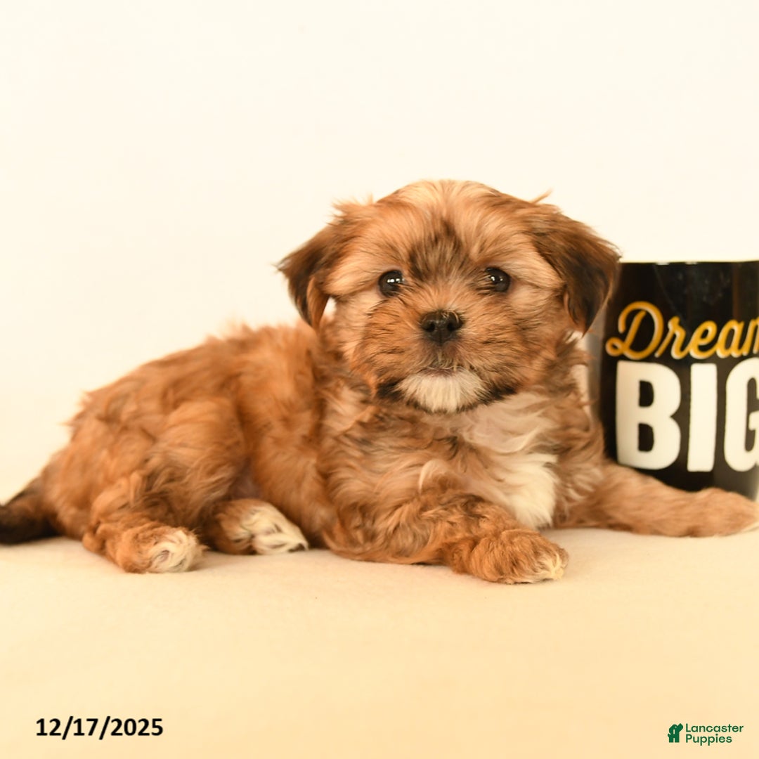 Shorkie dogs for sale: Dreamer - Ad 2