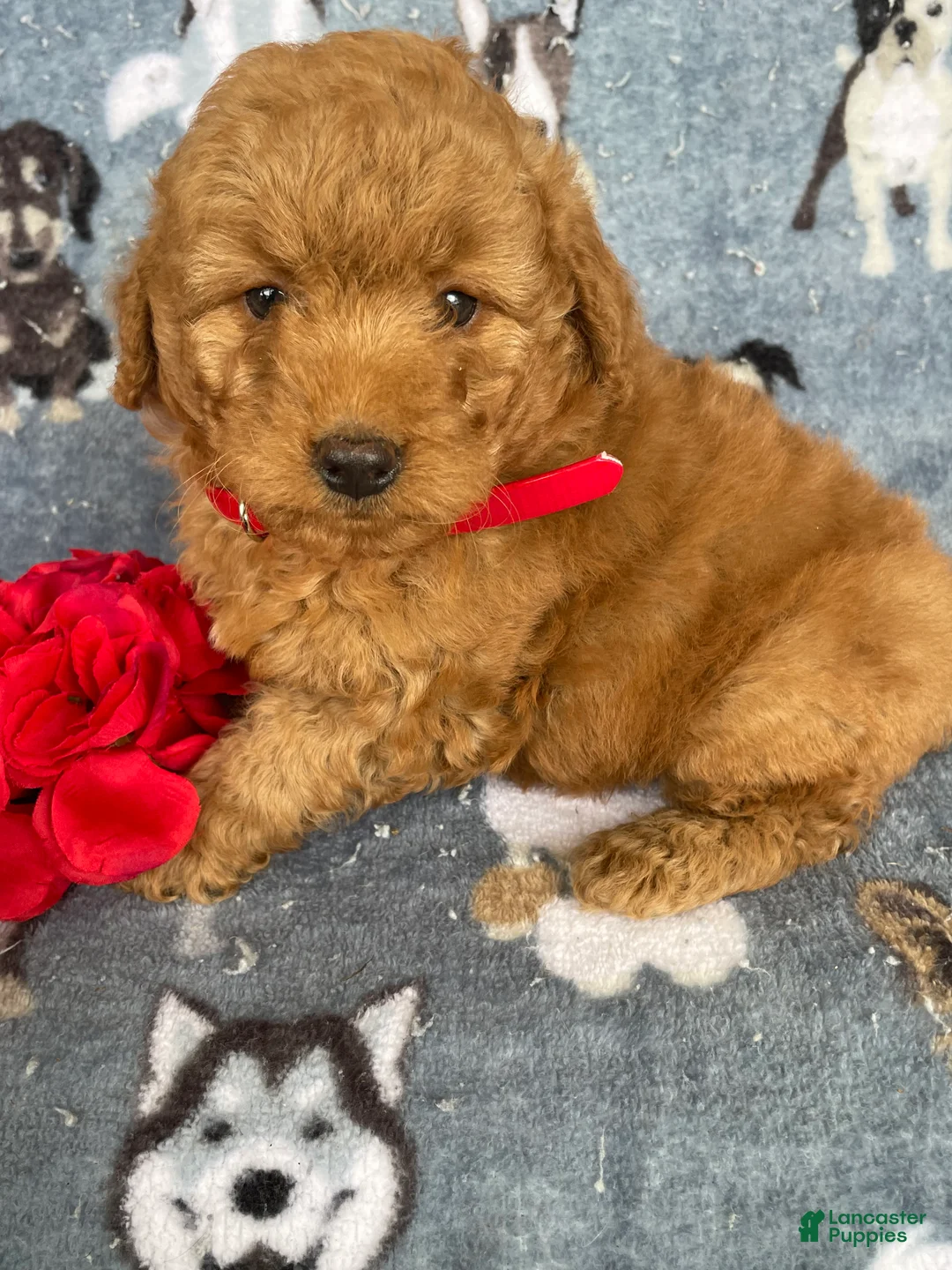 Miniature Poodle dogs for sale: Barney - Ad 4