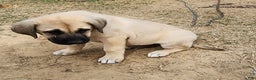 Anatolian Shepherd dogs for sale: AKC Blue M1 ASD puppy - Ad 2