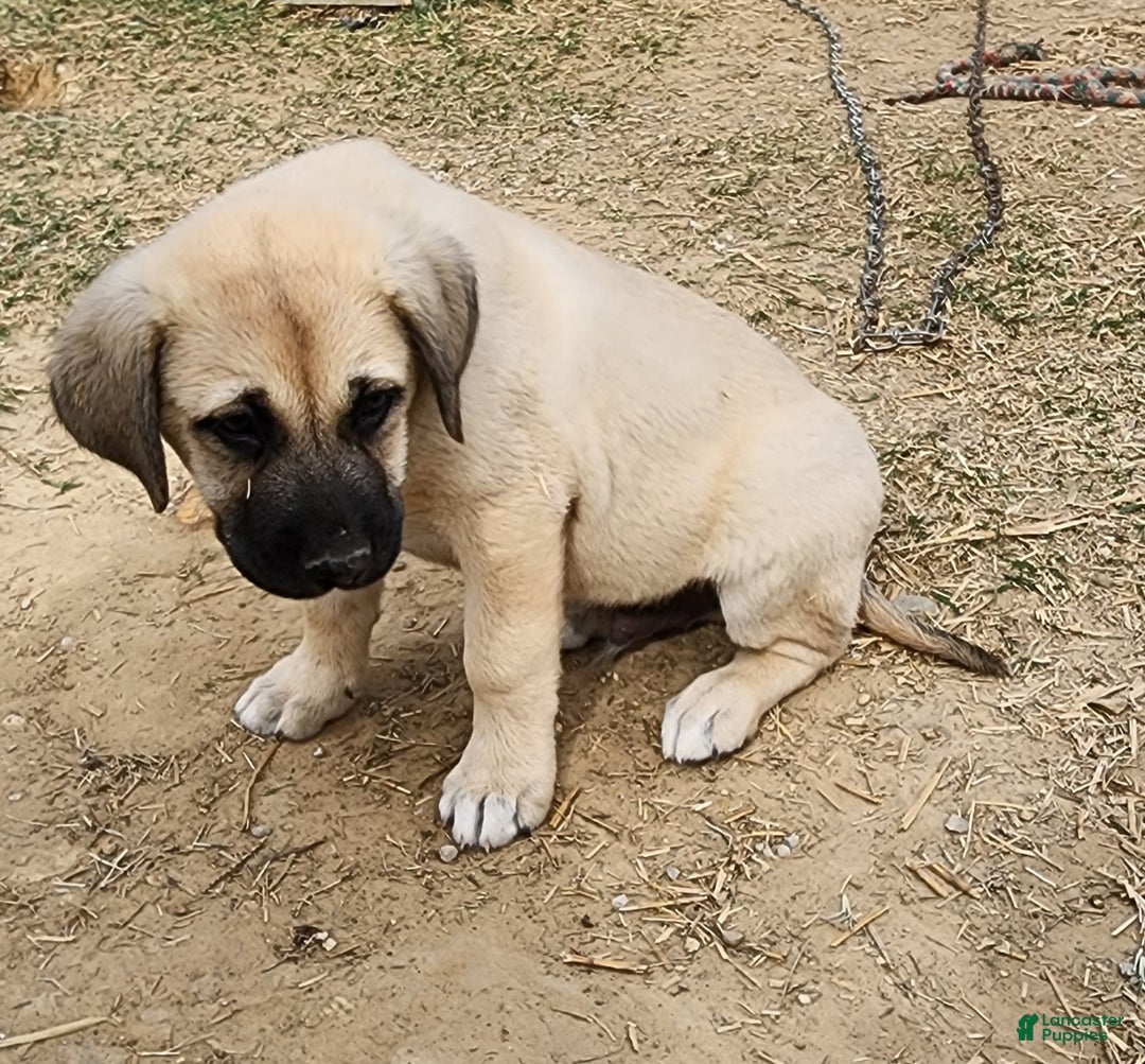 Anatolian Shepherd dogs for sale: AKC Blue M1 ASD puppy - Ad 2