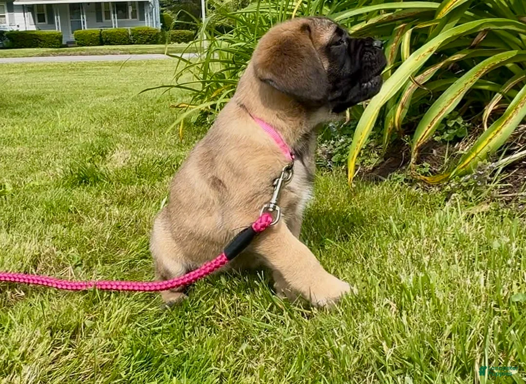 Gallery Image {{count}}