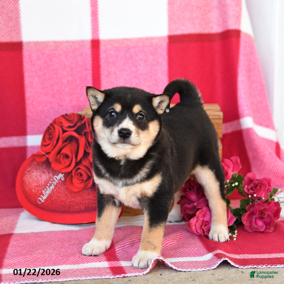 Shiba Inu dogs for sale: Bessie - Ad 4