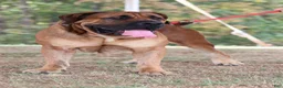 South African Boerboels dogs for sale: South African Boerboels 2 - Ad 3