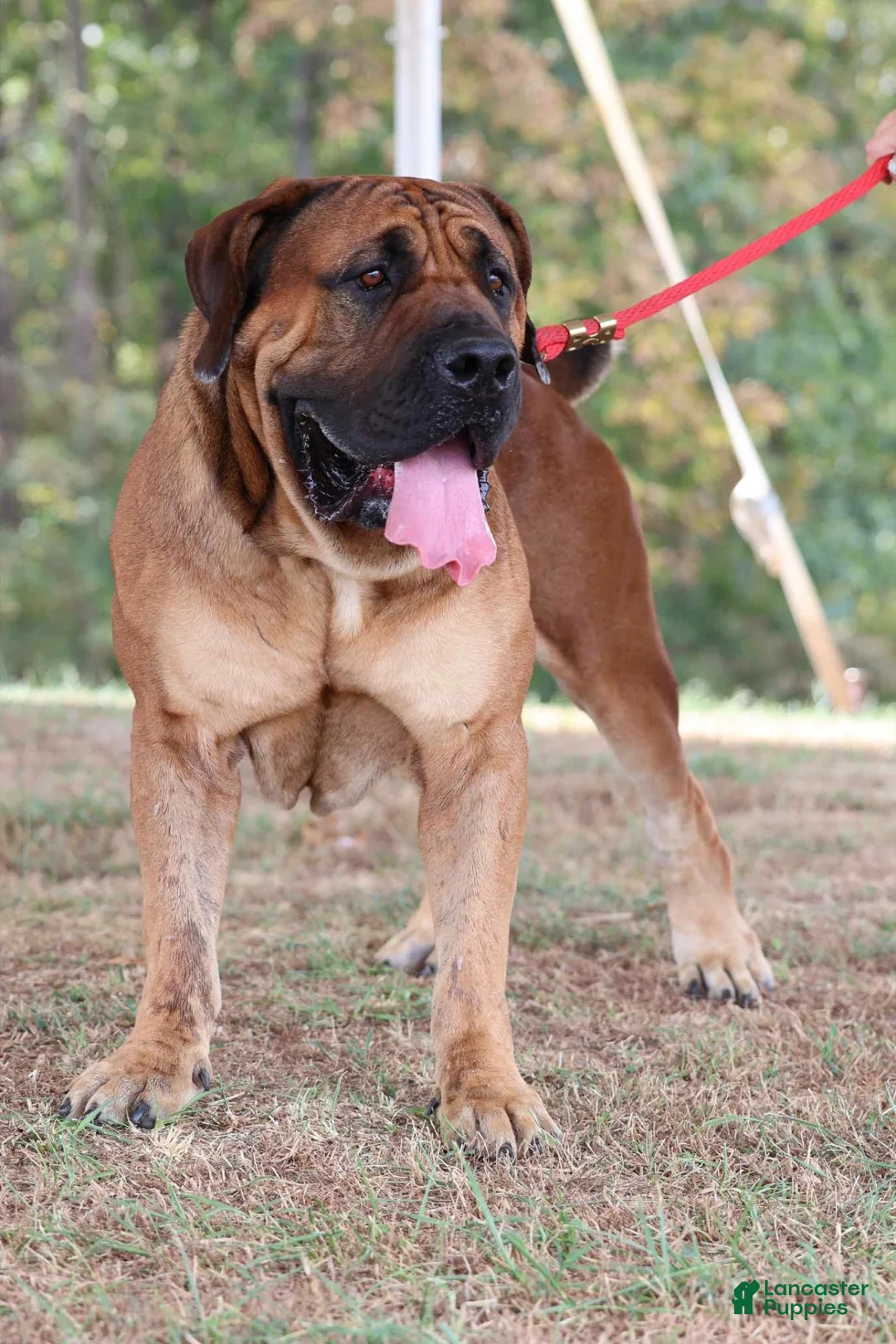 South African Boerboels dogs for sale: South African Boerboels 3 - Ad 2