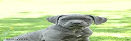 Cane Corso dogs for sale: Sarge - Ad 5