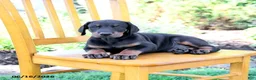 Doberman Pinscher dogs for sale: Trevor - Ad 5