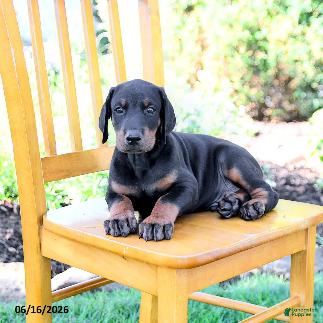 Doberman Pinscher dogs for sale: Trevor - Ad 5