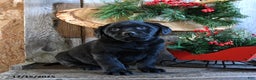 Labrador Retriever dogs for sale: Roxy - Ad 3