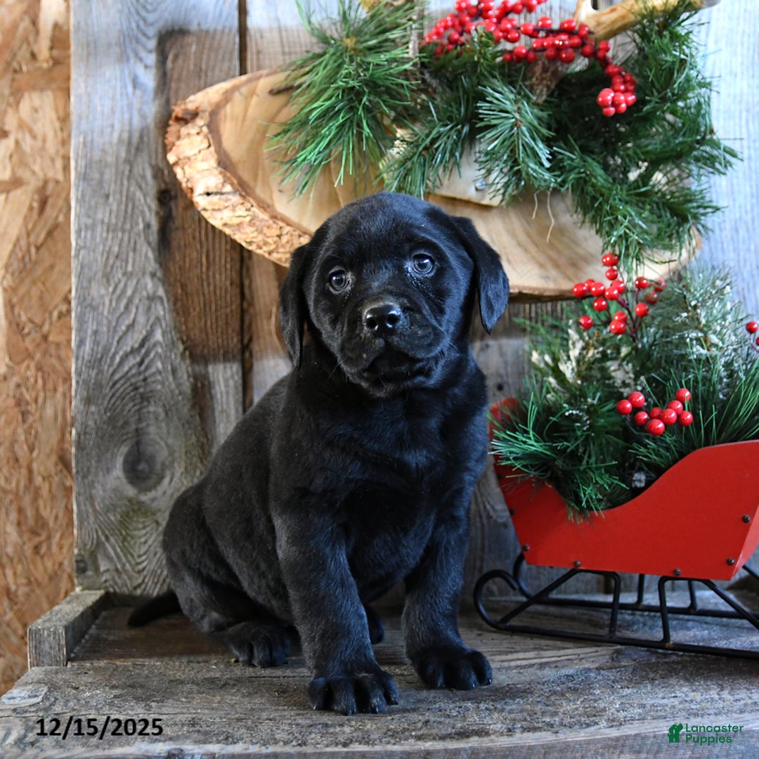 Labrador Retriever dogs for sale: Roxy - Ad 3