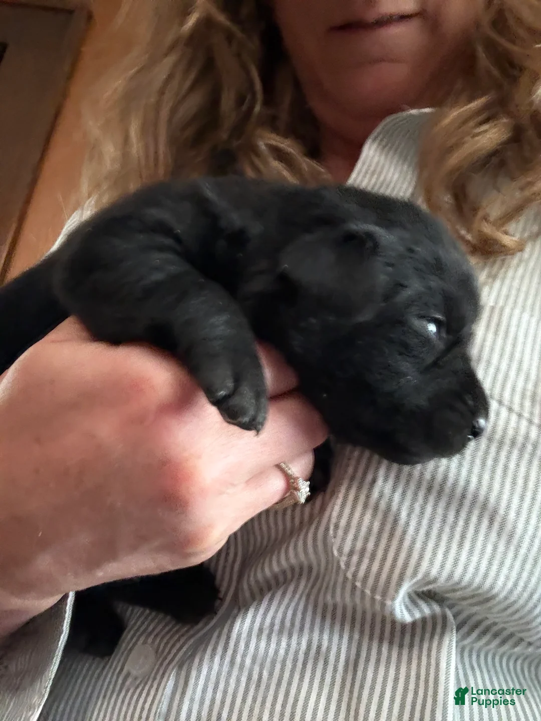Labrador Retriever dogs for sale: Labrador Retriever Puppy 9 - Ad 1
