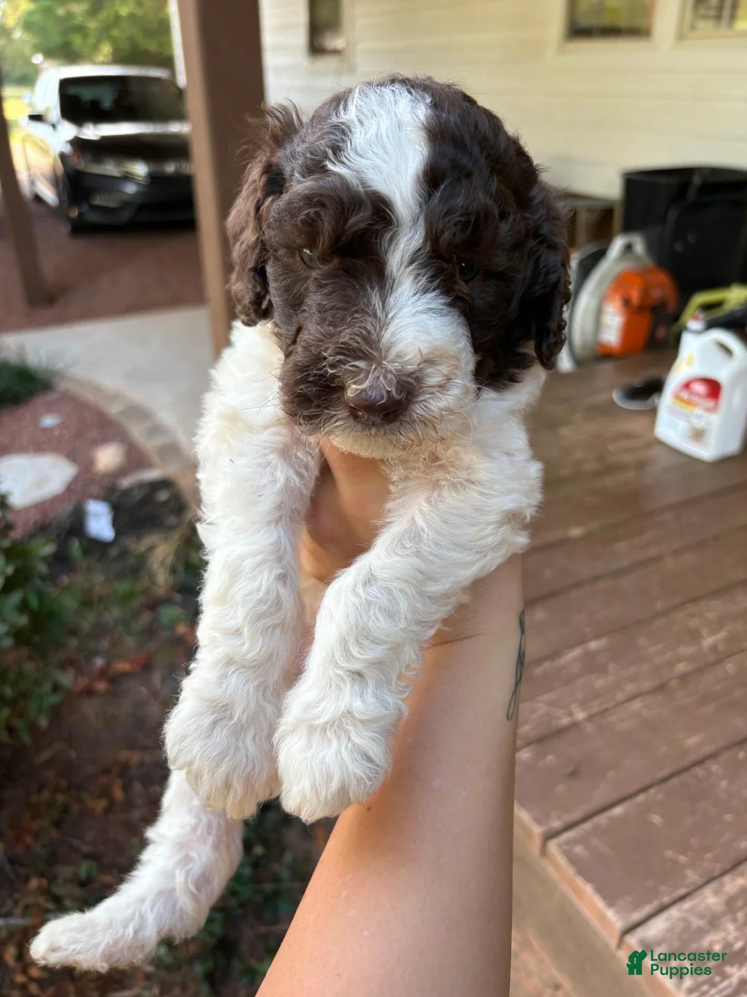 Standard Poodle dogs for sale: Standard Poodle(Milo) - Ad 2