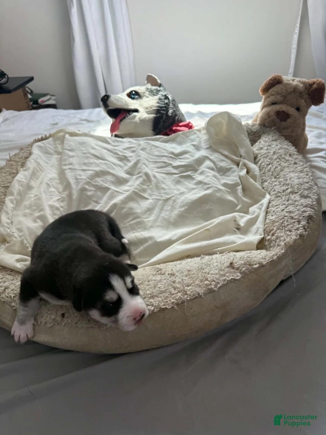 Siberian Husky dogs for sale: Bella - Ad 2