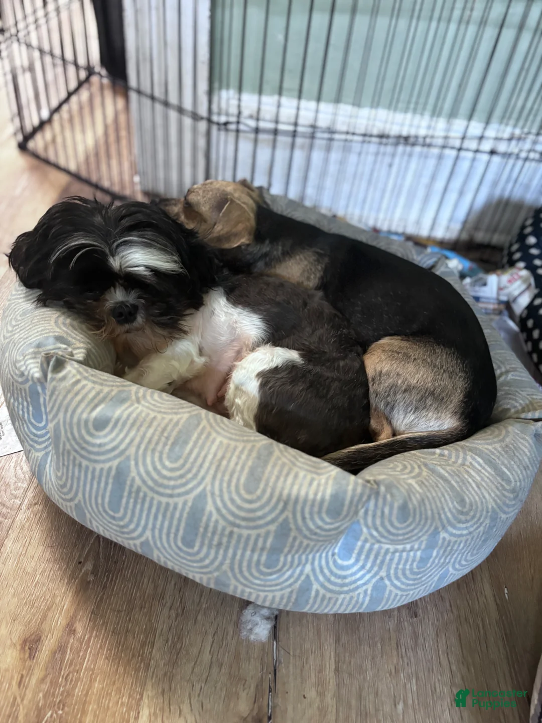 Shih Tzu dogs for sale: Shih Tzu Puppy 2 - Ad 2
