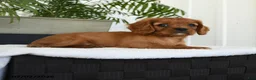 Cavalier King Charles Spaniel dogs for sale: Harrison - Ad 4