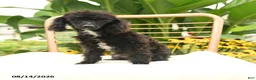 Toy Poodle dogs for sale: Quirk - Ad 4