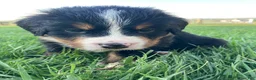 Bernese Mountain Dog dogs for sale: Jerry - Ad 6