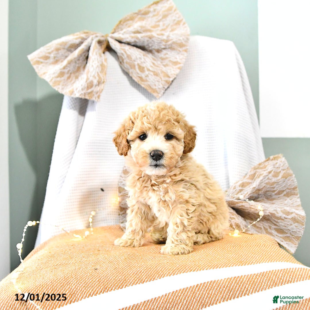 Miniature Poodle dogs for sale: Abby EXTRA SMALL - Ad 1