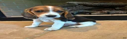 Beagle dogs for sale: Buck - Ad 6