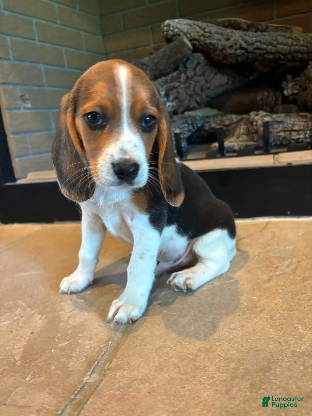 Beagle dogs for sale: Buck - Ad 6