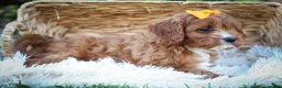 Cavapoo dogs for sale: MAXY - Ad 9