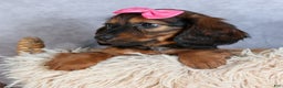 Miniature Dachshund dogs for sale: Fiona - Ad 7
