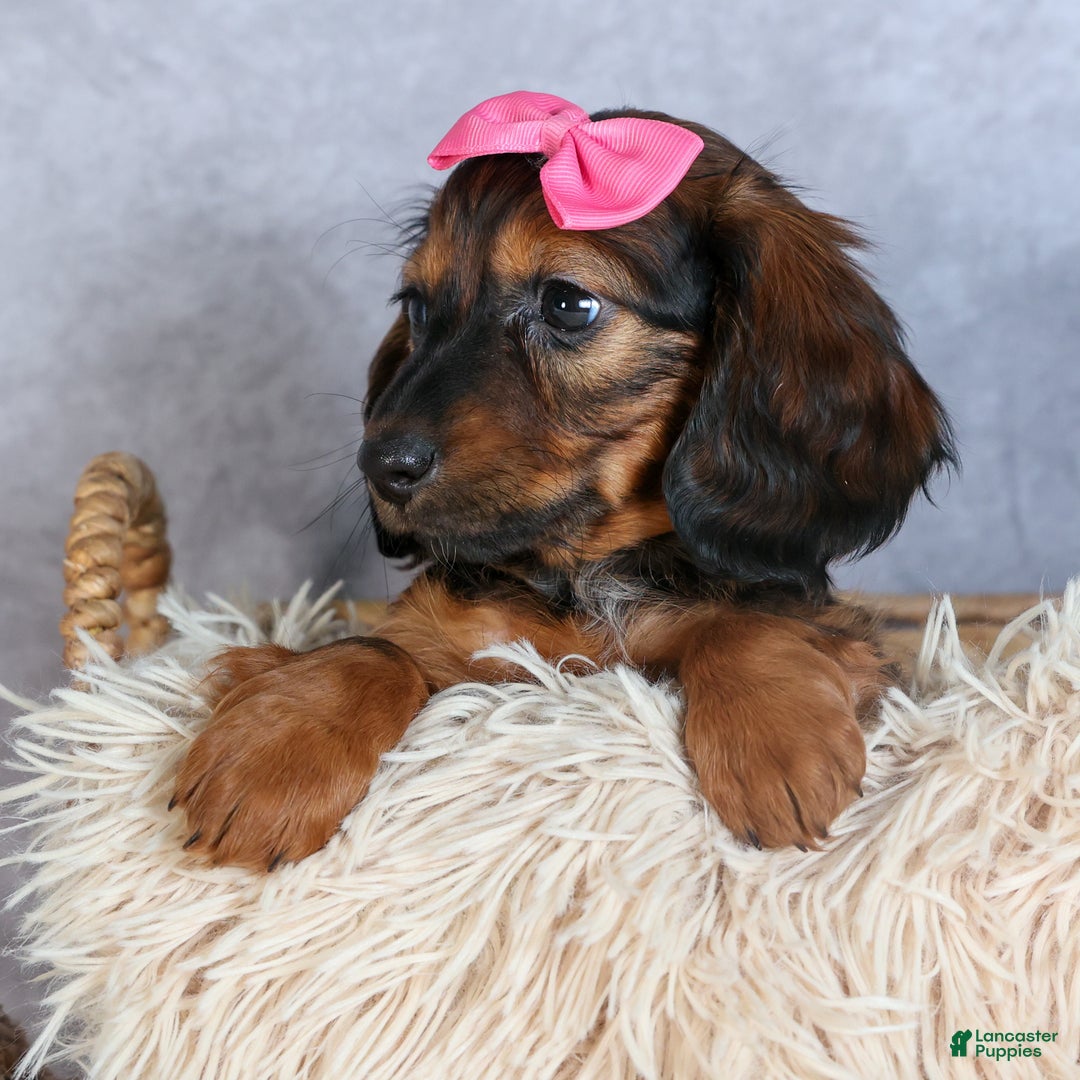 Miniature Dachshund dogs for sale: Fiona - Ad 7