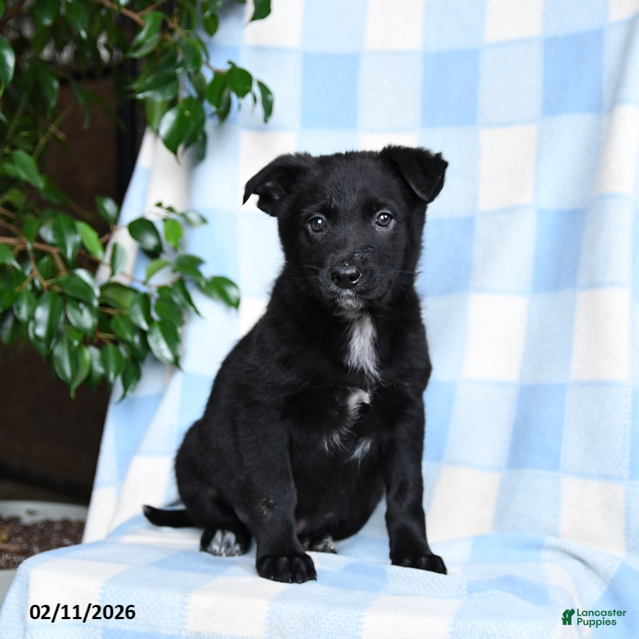 Mixed Breed dogs Bella    - Ad 2