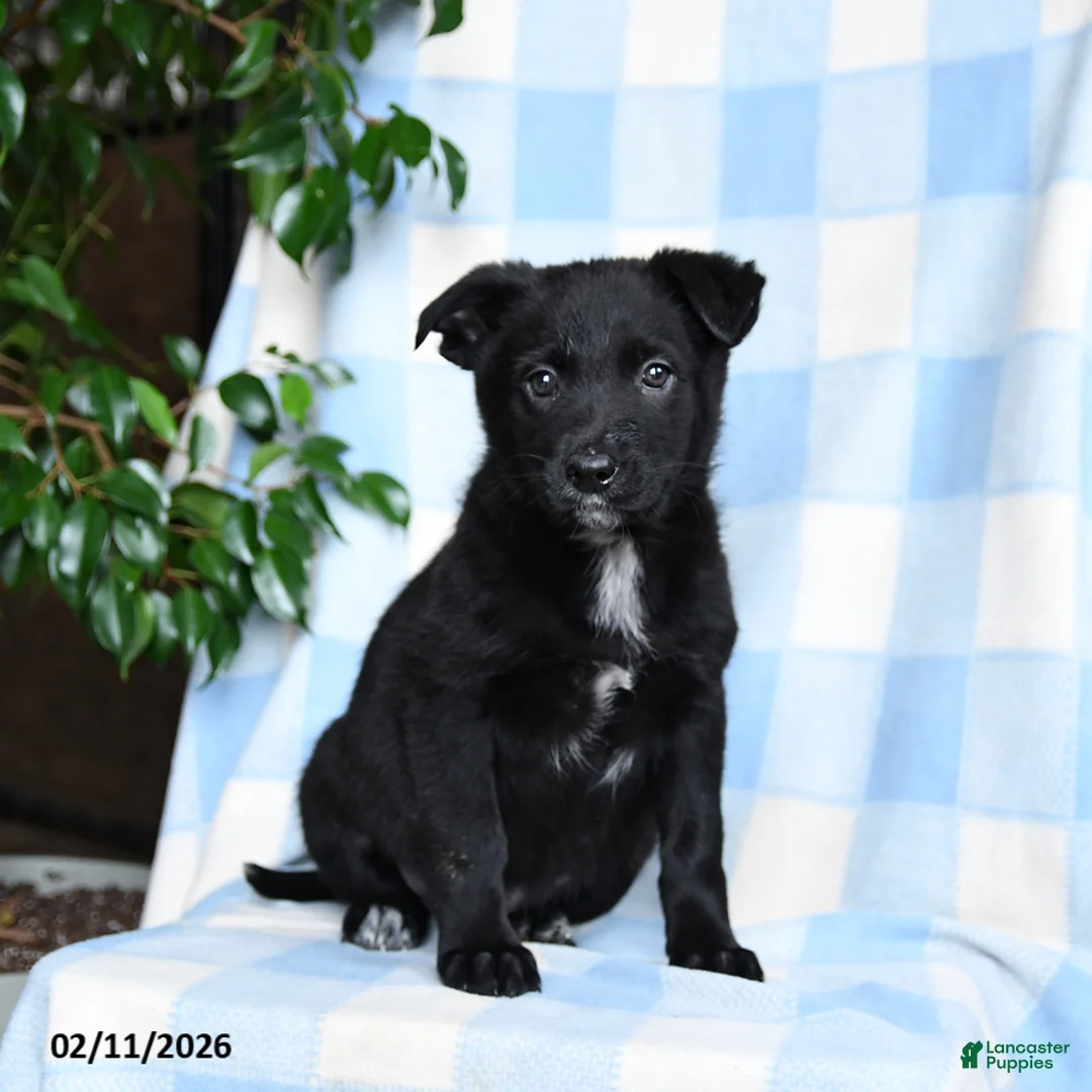 Mixed Breed dogs for sale: Bella    - Ad 2