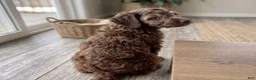 Cockapoo dogs for sale: Daisy - Ad 5