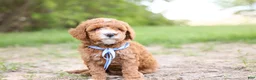 Goldendoodle dogs for sale: Auggie - Ad 5