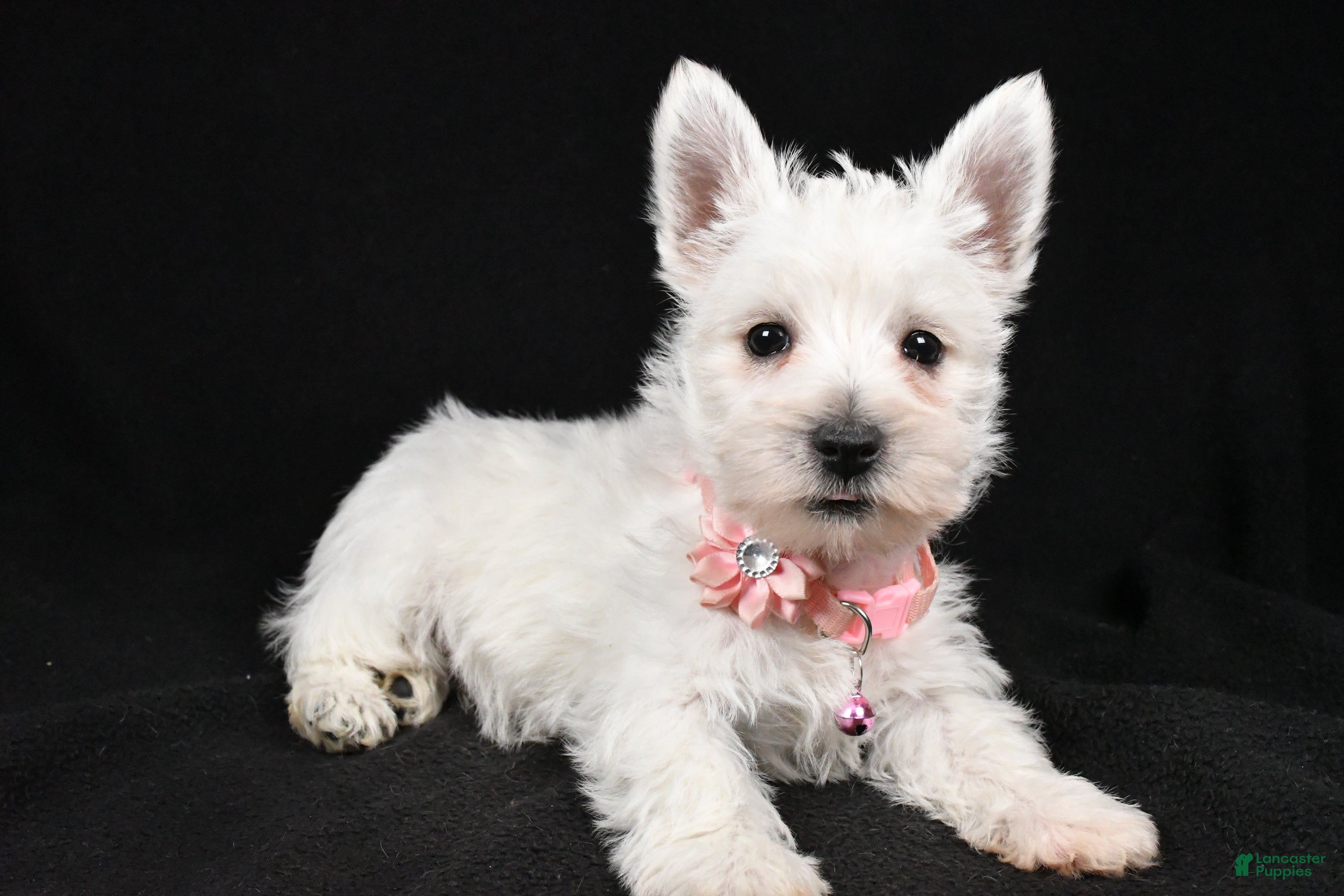 West Highland Terrier dogs Darcey - Ad 2
