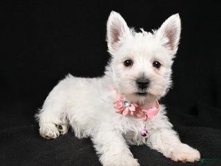 West Highland Terrier dogs Darcey - Ad 10