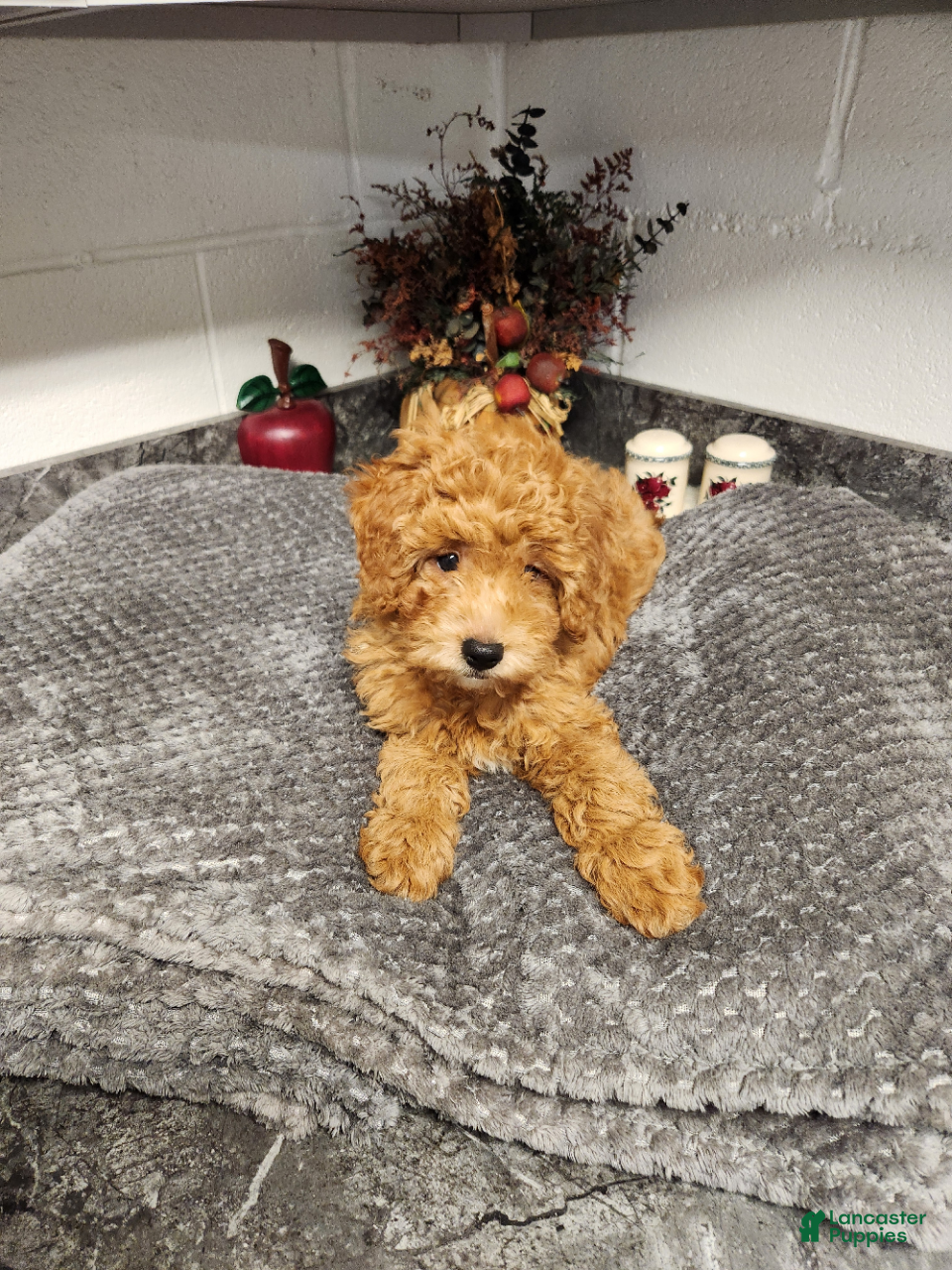 Mini Goldendoodle dogs Bear - Ad 1