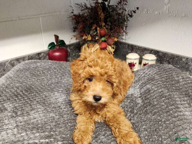 Mini Goldendoodle dogs Bear - Ad 1