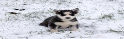 Siberian Husky dogs for sale: Nokia - Ad 2