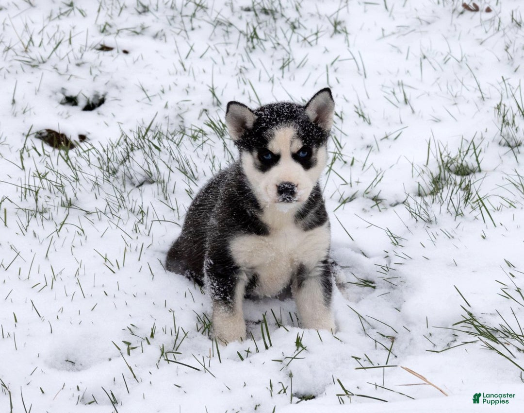 Siberian Husky dogs for sale: Nokia - Ad 2