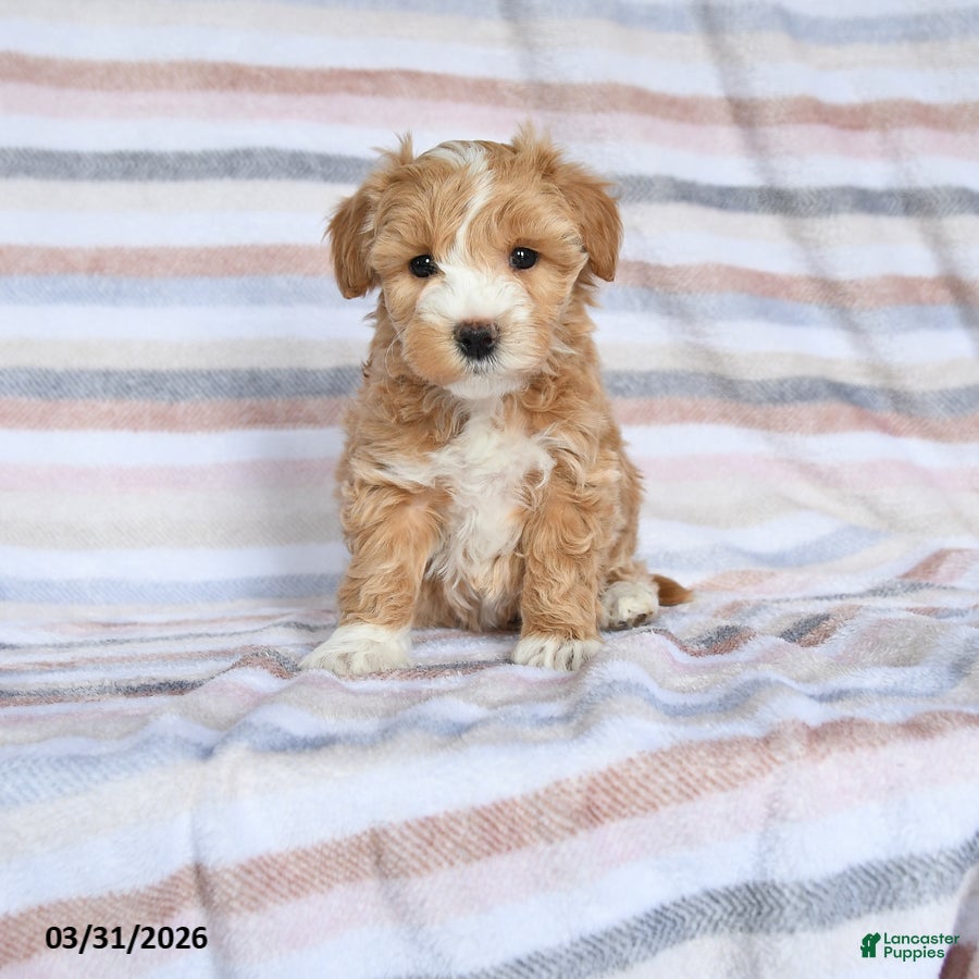 Maltipoo dogs Sparkle - Ad 1