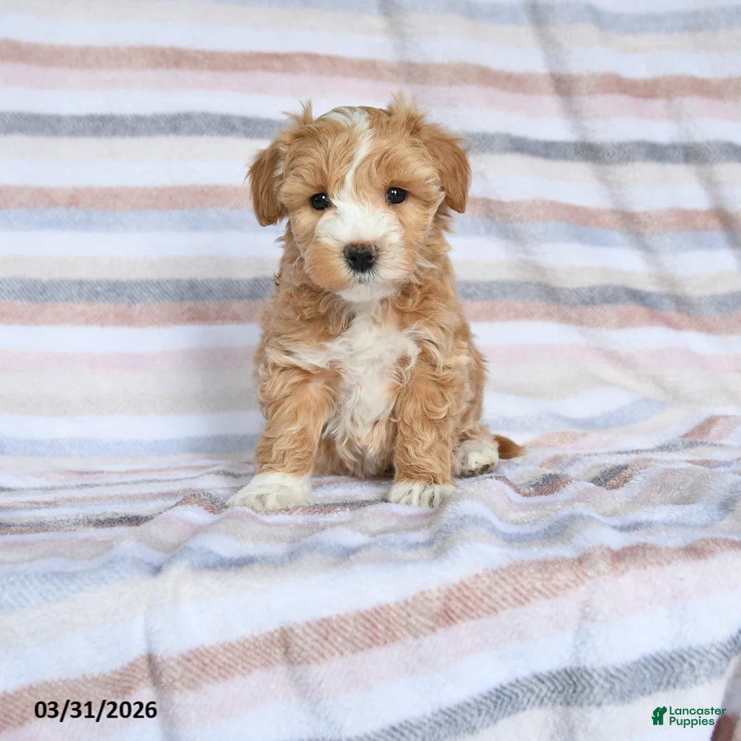 Maltipoo dogs for sale: Sparkle - Ad 1