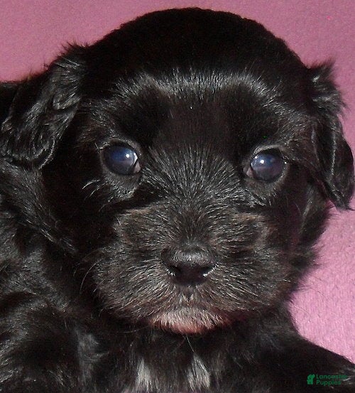 Shihpoo dogs Cinders - Ad 2