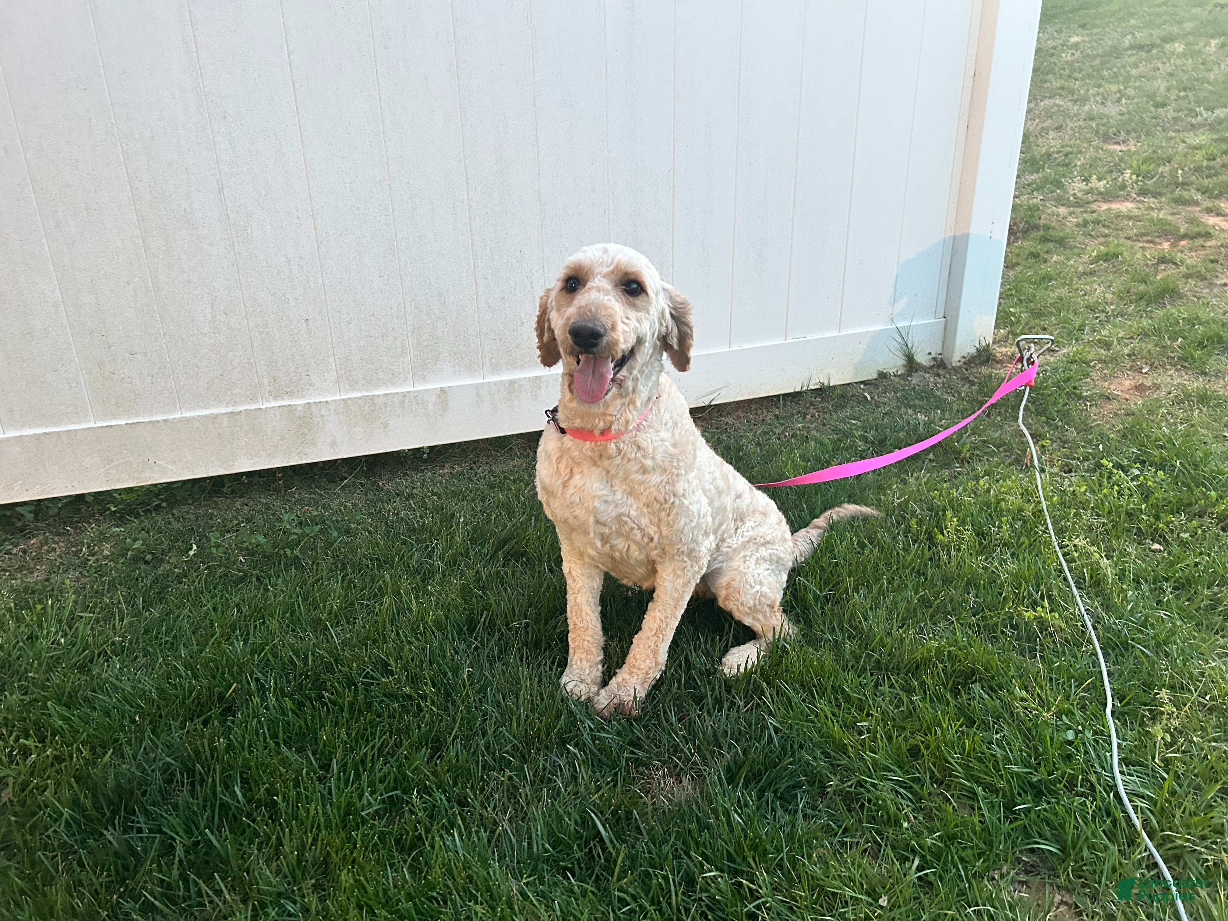 Goldendoodle dogs "Lilly" Goldendoodle 2 - Ad 22