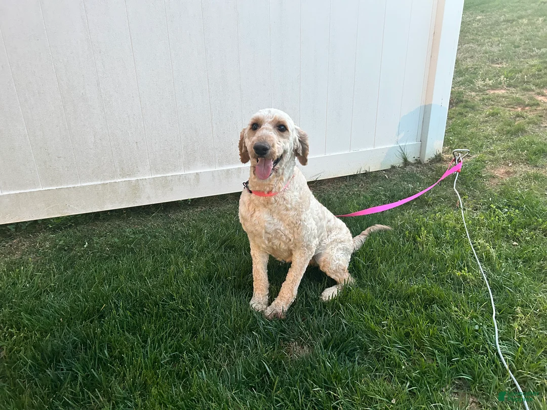 Goldendoodle dogs for sale: "Lilly" Goldendoodle 2 - Ad 1