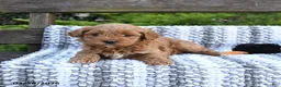 Mini Goldendoodle dogs for sale: Bear - Ad 3