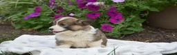 Welsh Corgi Pembroke dogs for sale: Rachel - Ad 7