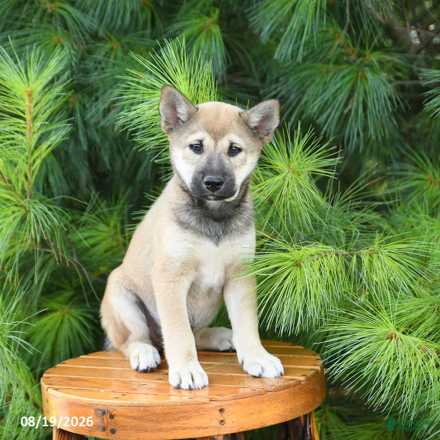 Shiba Inu dogs Seth - Ad 1