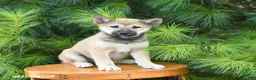 Shiba Inu dogs for sale: Seth - Ad 1